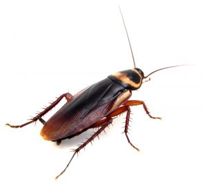 cockroach