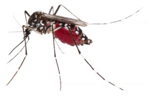 Anopheles Mosquito