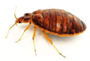 Bed Bugs