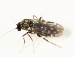 Biting Midge
