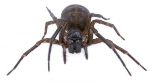 Black House Spiders
