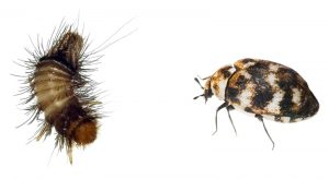 Carpet Beetle