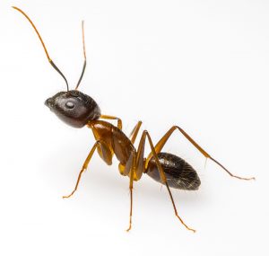 Ant species