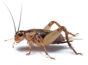 House Crickets