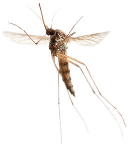Culex Mosquito