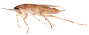 cockroach