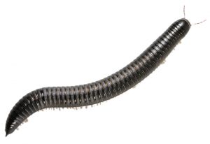 Millipedes