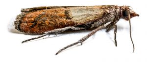 Moths