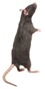Rats