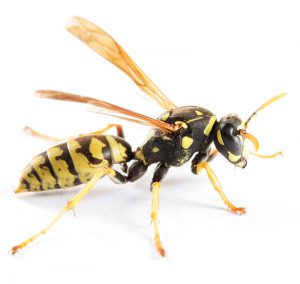 PAPER WASP