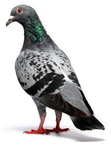 Pigeons