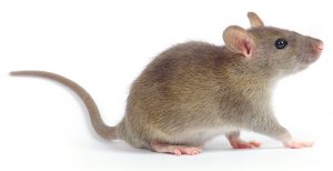 Mice