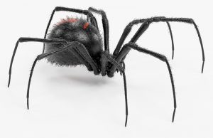 Redback Spider