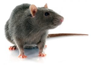 Rats