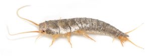 Silverfish