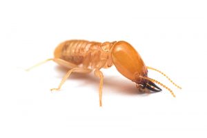 Termites