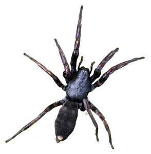 White tailed Spider