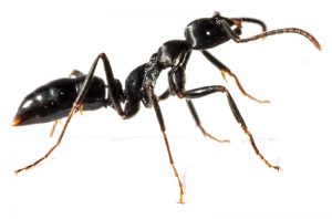 Ant species