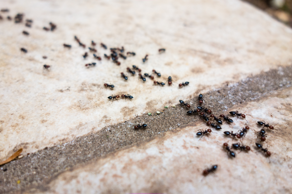 Summer Ants Pest Control