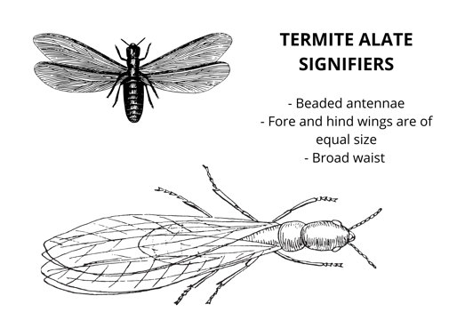 Termite Alate Signifiers
