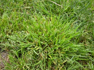 WINTER GRASS