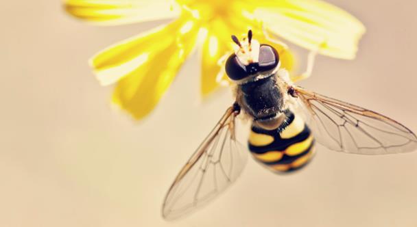 Wasp on flower