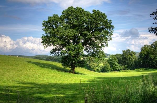 green-tree-on-grass-field-during-daytime-53435