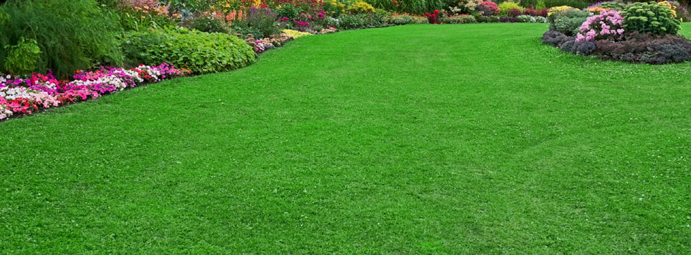 perfect-lawn-image