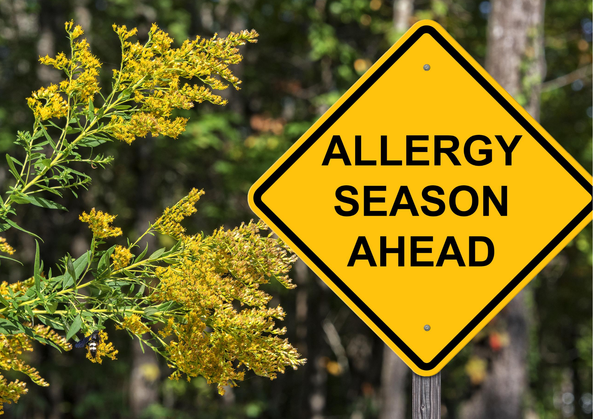 Minimising Hay Fever This Spring