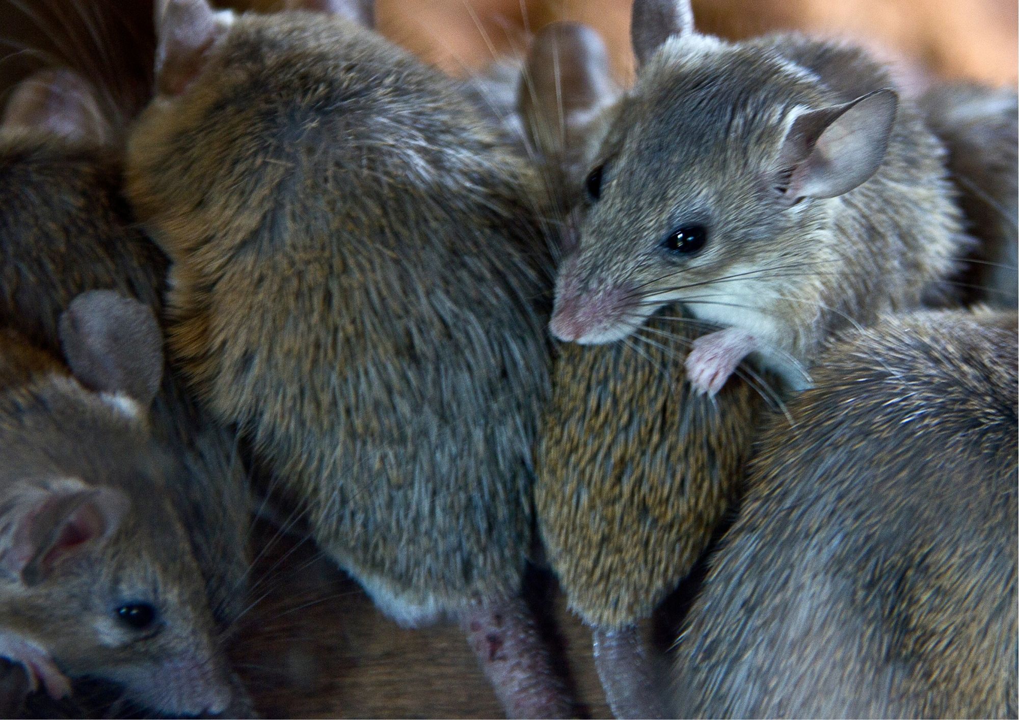 The Mouse Plague: Will It Reach WA?