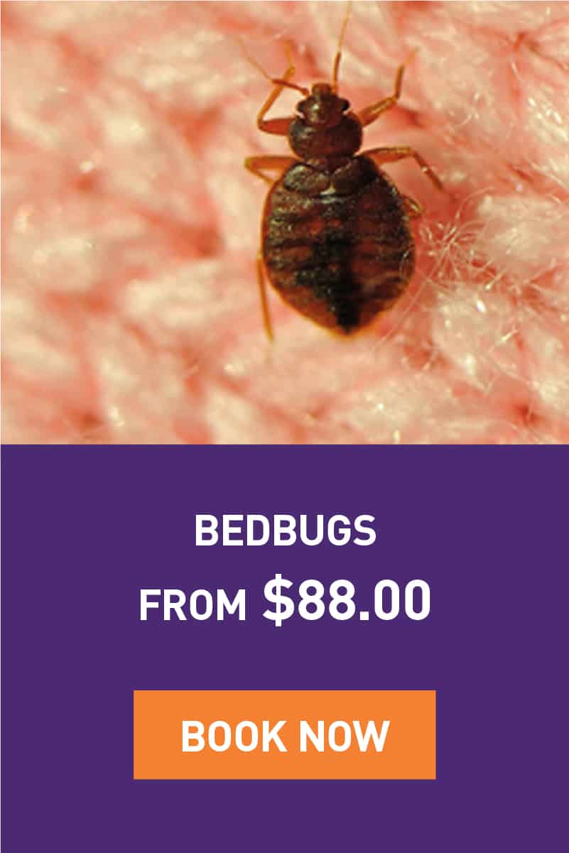 bedbugs-promotion