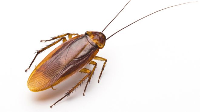 10 Creepy Cockroach Facts You Wish You Didn't Know