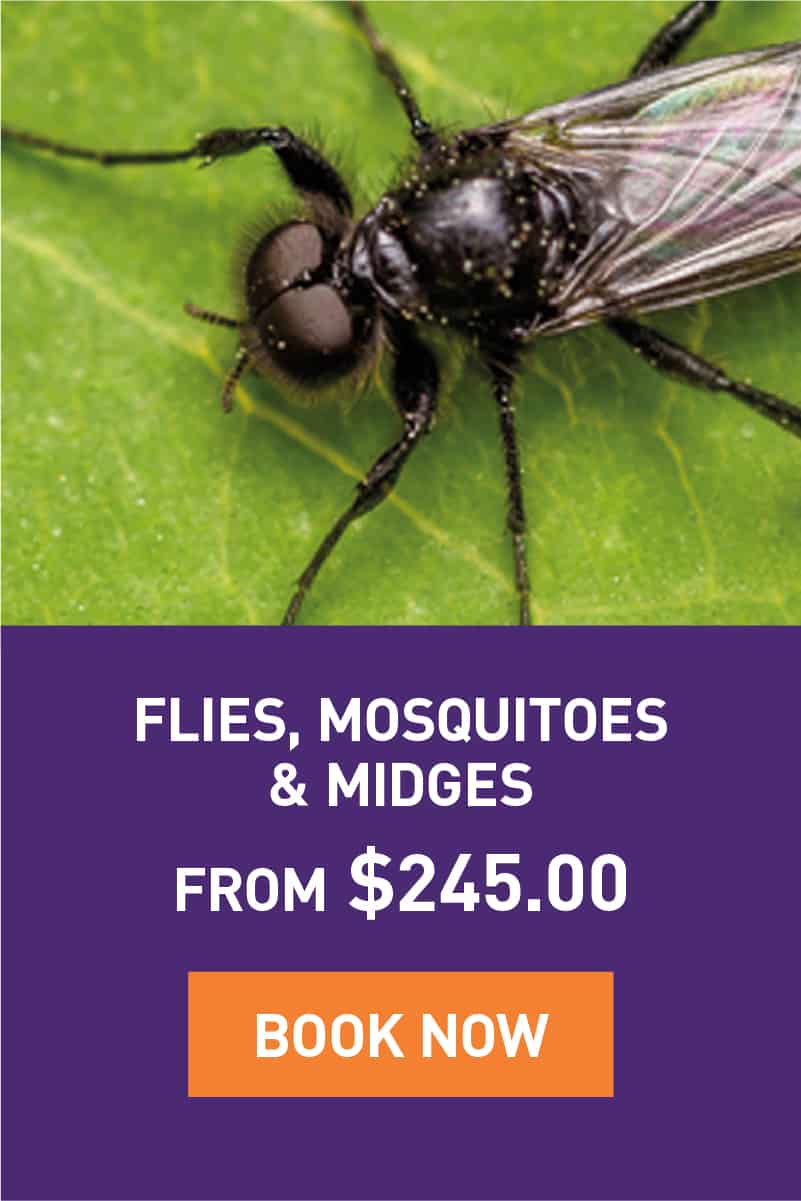 flies-promotion