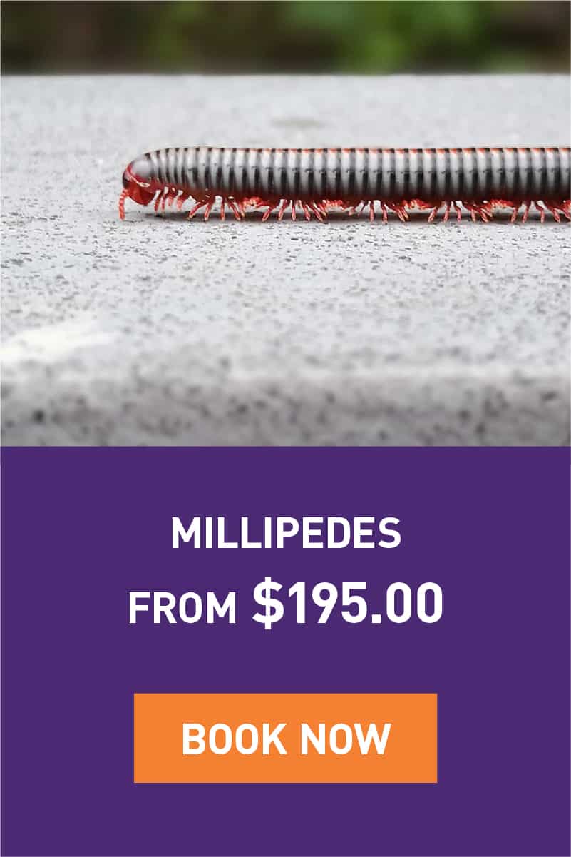 millipedes-promotion