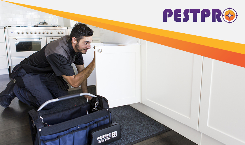 Spring into Action: Pest Control Tips for Your Home & Business
