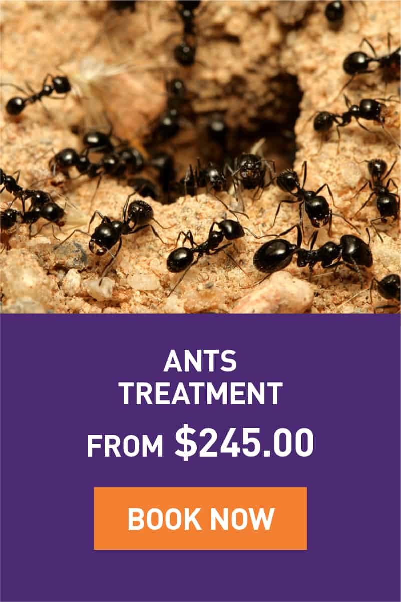 Ants Treatment