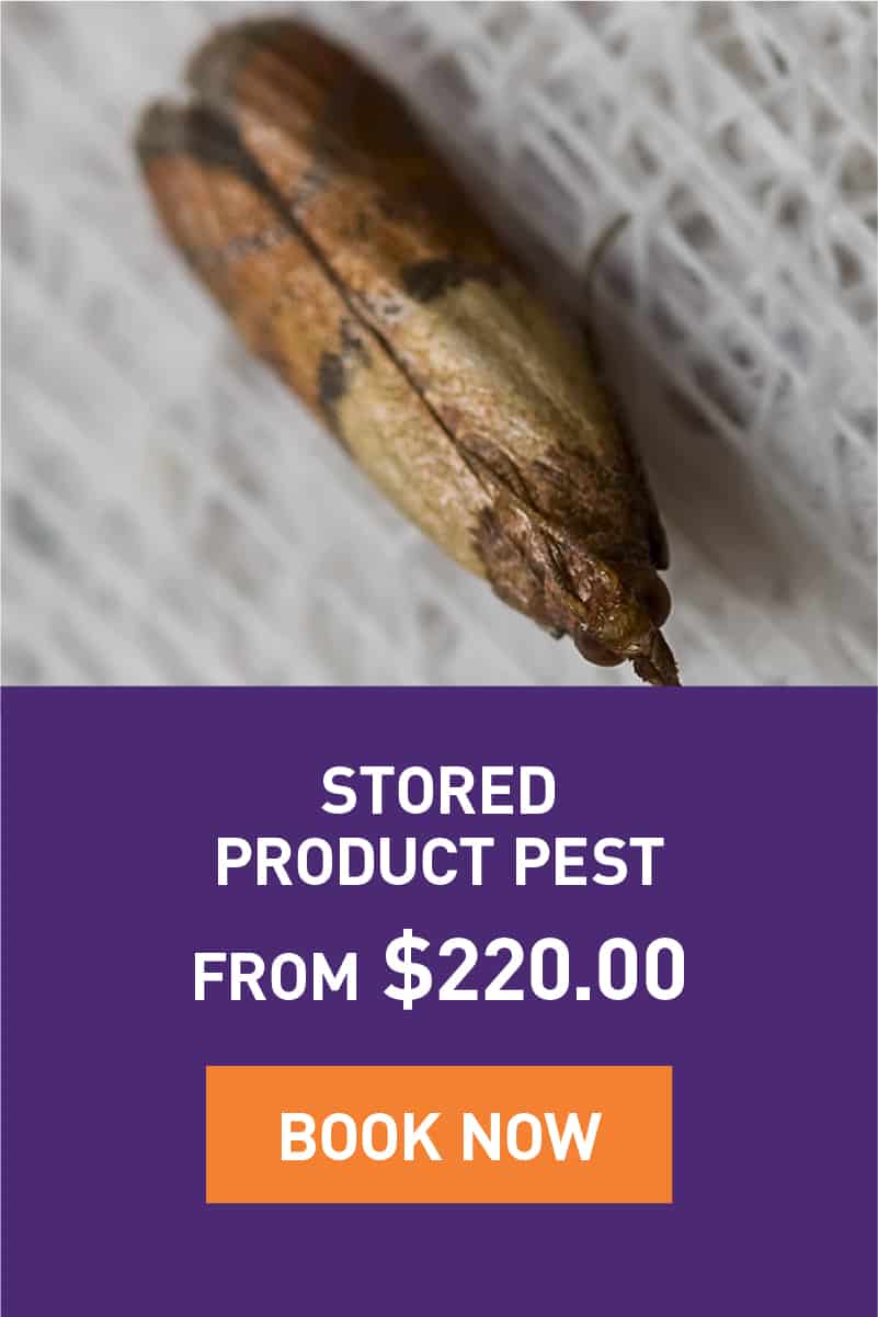 Stored Product Pest