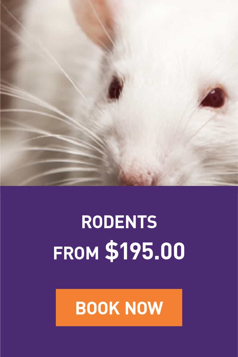 Rodents