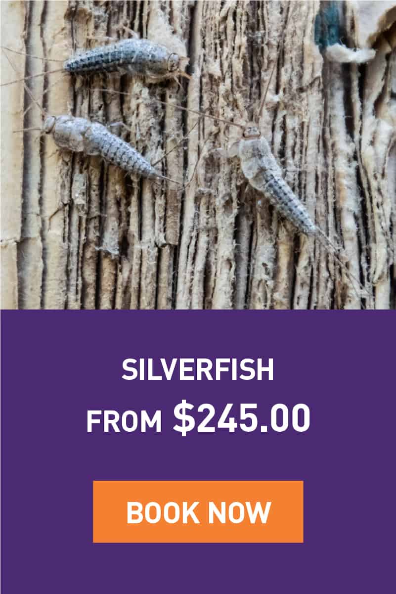 Silverfish