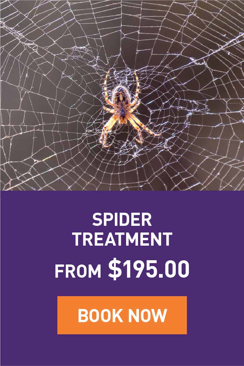 Spider Treatment