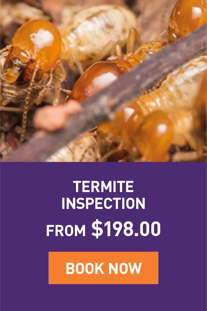 Termite Inspection