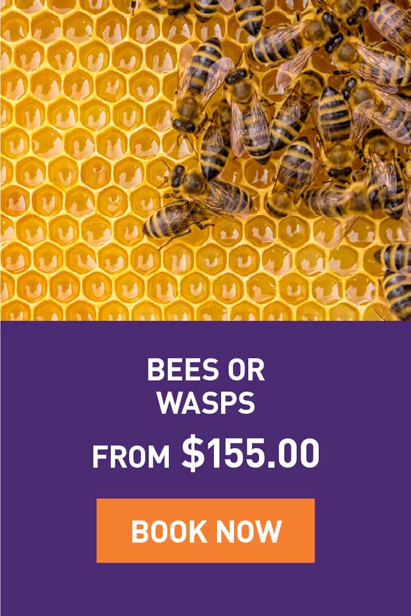 Bees or Wasps