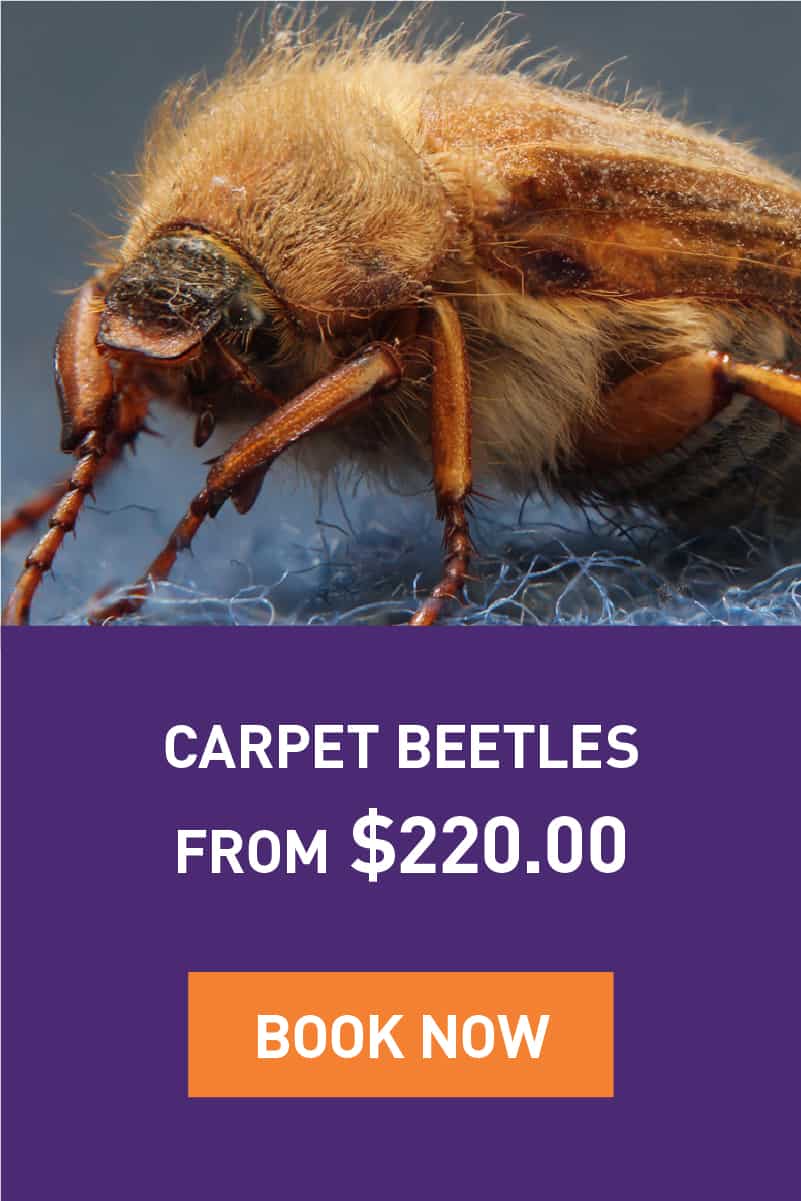 Carpet Beetles