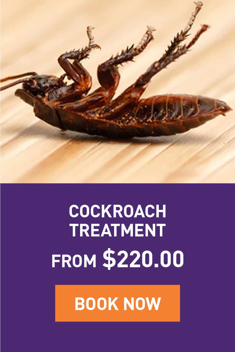 Cockroach Treatment