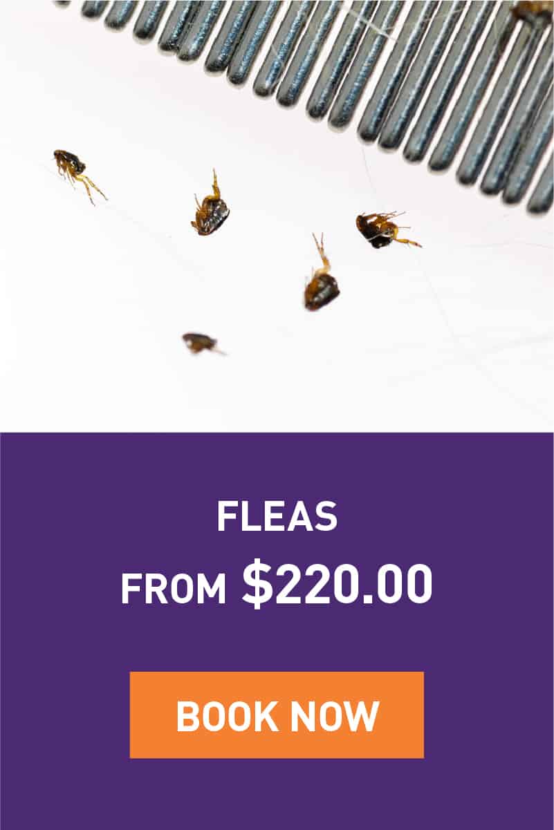 Fleas