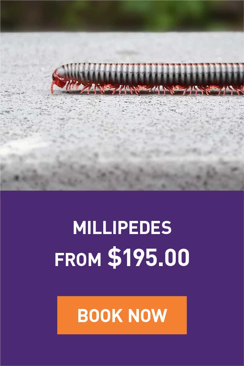 Millipedes