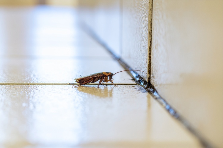 The Most Common Pests Found in Perth Workplaces and How to Spot Them