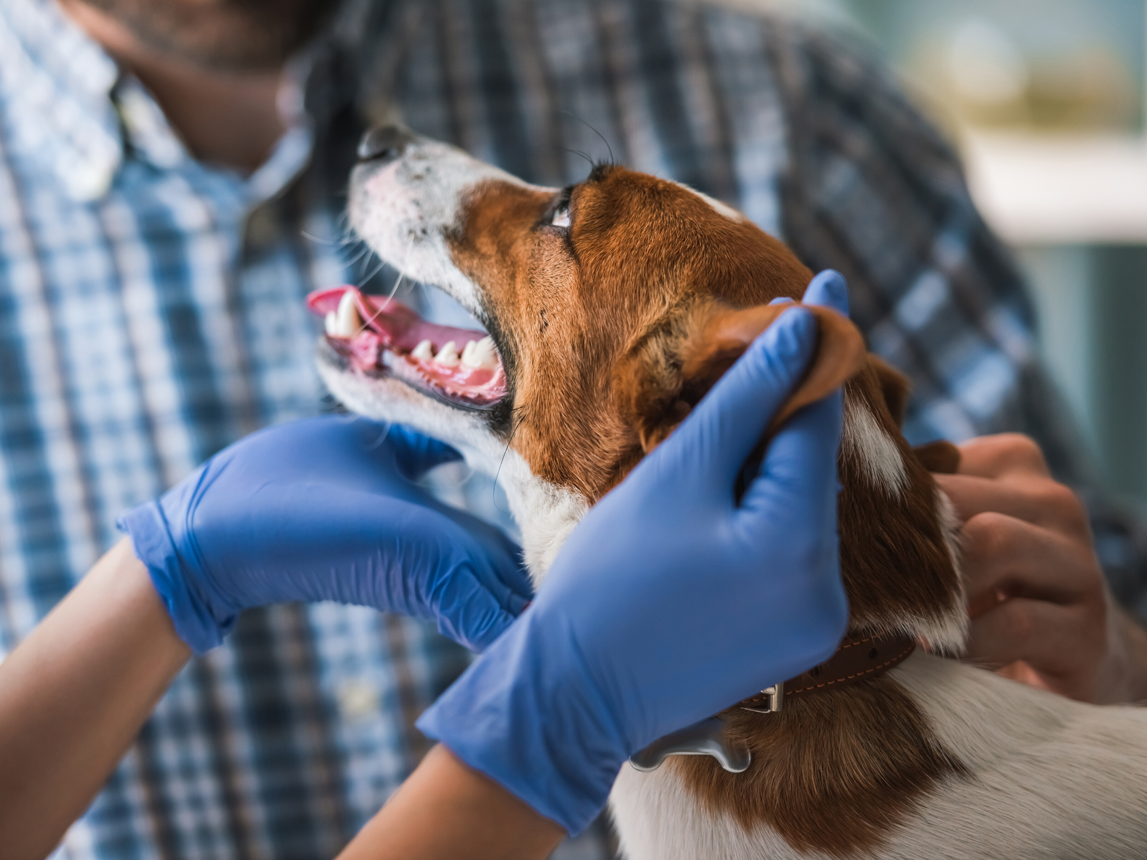 How We Can Support Vet Clinics